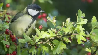 A focus on Hawthorn hedging: All you need to know about Crataegus Monogyna