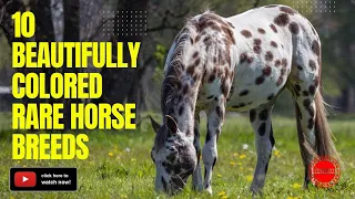 10 Beautifully Colored Rare Horse Breeds That Captivate the Eye