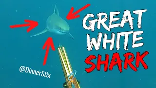 @dinnerstix and his GREAT WHITE SHARK encounter