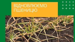 Підживлення озимої пшениці весною та профілактика грибних захворювань