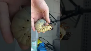 Hercules beetle lifecycle 💖 #Shorts