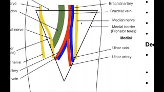 Boundaries & Contents of the Cubital Fossa