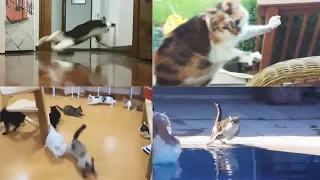 Scared Cats Compilation