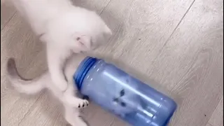White kittens are playing with the bottle