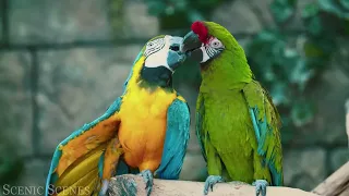 Colourful Birds In 4k