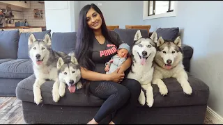 OUR 4 SIBERIAN HUSKIES MEETING THEIR NEWBORN BABY BROTHER ELIJAH FOR THE FIRST TIME!