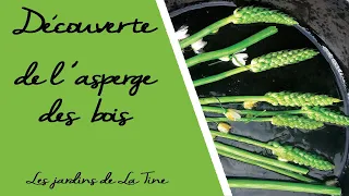 Découverte de l'asperge des bois - Loncomelos pyrenaicus -  Les jardins de La Tine