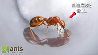 My New Fire Ant Queen | The Start of a New Era (Day 1)