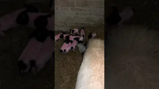 Lovely Baby Piglets Newborn #pig #boar #viral #animal #pigfarmvideo #wildpig #wildboar #wildlife