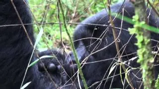 Gorilla Safaris in Rwanda and Uganda 2013