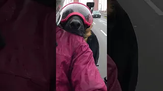 Some days you just need a shnout rest! #shorts #germanshepherddog #motorcycle