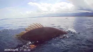 sperfishing indonesia.spot kampungnya mertua ternyata spotnya masih melimpah...part 16..