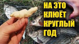 Лучшая насадка на всю рыбу, на это клюёт круглый год лучше чем на мотыля, червя, опарыша