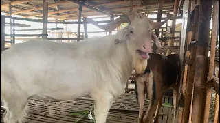 Persilangan Kambing Sapera dan Jawa Randu #kambing