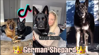 🐶German Shepards are smart and cute!  German Shepard Tik Tok Compilation 2021