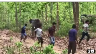 severe elephant attack on a bus. People fall down in fear video,#videos #video