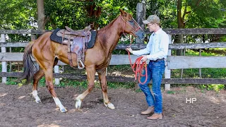 How to Back A Horse Up With A Halter! INSTANT Results!