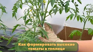 Как формирую высокорослые томаты в теплице