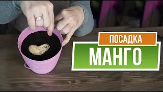 Как вырастить манго в домашних условиях ❦ Манго из косточки