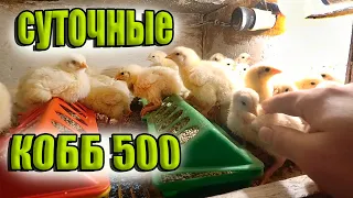 Содержание суточных Кобб 500. Брудер для цыплят. + Бонус Индоутята =)