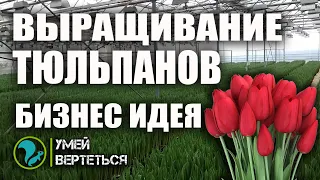 Выращивание тюльпанов. Бизнес идея