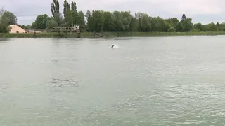 France to put down orca stranded in Seine river