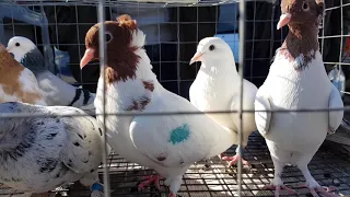 Bird Market in Pyatigorsk P2.