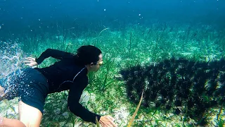 Sea Adventure: Catch & Eat Sea Urchin (Tuyom)  #seaurchin