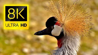 The World's Greatest Birds HD 8K ULTRA - Relaxing Music And Nature 4k Tv