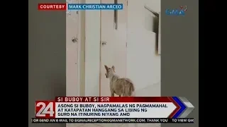 24 Oras: Asong si Buboy, nagpamalas ng pagmamahal at katapatan hanggang sa libing ng guro...