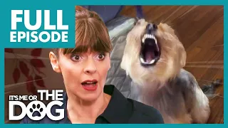 Terrifying Yorkie TERRORIZES Roommates! Will Cameron Survive?! | Full Episode | It's Me or The Dog