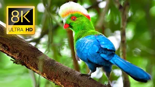 Most Stunning Birds in the World in 8K ULTRA HD / 8K TV