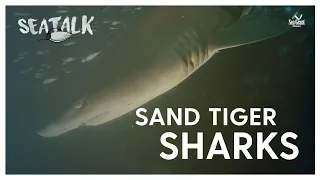 Sand Tiger Sharks — SeaTalk — April 2023