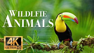 wild animals 4k - Wonderful wildlife movie with soothing music