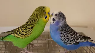 Kiwi and Pixel talking on the cage (they've finished molting!!) [UHD 4K]