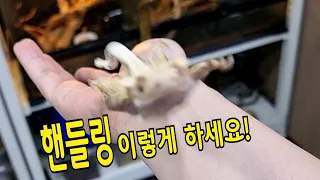 크레스티드게코와 친해지기 어렵지않아요.