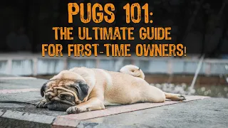 Pugs 101: The Ultimate Guide for First-Time Owners!