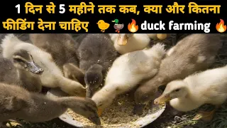 duck farming | 1 दिन से 5 महीने तक कब, क्या और कितना फीडिंग कराए | khaki campbell | duck farm