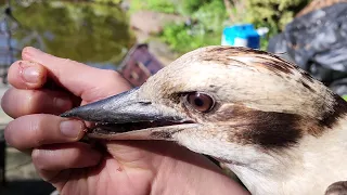 Wild kookaburra tries to eat my finger!