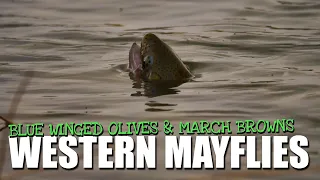 Fly Fishing Spring Western Hatches - 4 Days Blue-Winged Olives and March Brown Mayflies