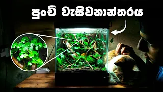 How I made a Terrarium that actually RAIN 🌧️ | දවසම වහින පුංචි වැසිවනාන්තරය