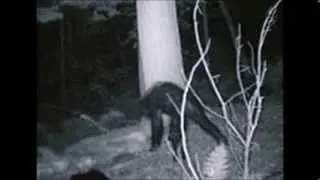 The Legend of Sasquatch