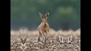 Охота на зайца. Открытие 2017. Hunting for hares