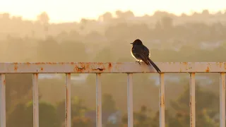 Video-Test - Tamron 28-200mm f/2.8-5.6 Di III RXD Sony Lens + Black Phoebe Songbird Sunset [4K ASMR]