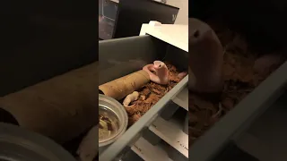 Feeding angry spitting cobras