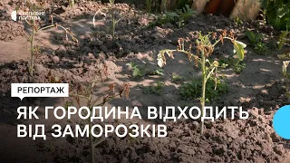 Як картопля та інша городина відходять від заморозків на Полтавщині