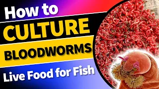 Ultimate Guide to Culturing and Harvesting Nutritious Bloodworms at Home! #bloodwormculture