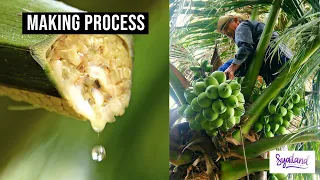 Coconut Sugar Making | Harvesting Nectar from Coconut Trees in Indonesia