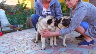 💘Неотразимый! Irresistible! Мопс и его невеста. Pug and his bride.