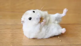 Funny and Cute Hamster Compilation 🔴 - Funniest Hamsters Of All Time 2020 #2